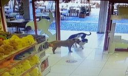 Sokak Köpekleri, Mağazadan Oyuncak Pelüş Köpeği Alıp Götürdü