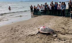 Takip Cihazlı Türkiye 100' İsimli Caretta Caretta Denizle Buluştu