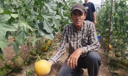 'Bu Mevsimde Olmaz' Diyenlere Aldırmadı, Kışın Serada Kavun Yetiştirdi