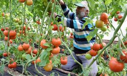 Üreticiden 'aracıya' fiyat tepkisi