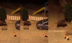 Antalya'da domuzla köpek karşılaşırsa...