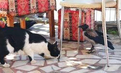 Bu karga, kedi gibi ses çıkartıyor