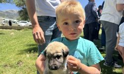 Isparta'da Küçükbaş Hayvan Yetiştiricilerine Sürü Koruma Amaçlı Anadolu Çoban Köpeği Dağıtıldı
