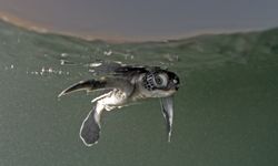 Belek sahillerinde caretta caretta yolculuğu
