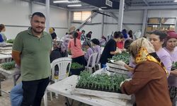 Kumluca’da 100 milyon fide toprakla buluştu
