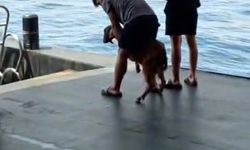 3 gündür kayalıkta mahsur kalan keçi kurtarıldı