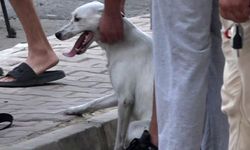 Yangın Çıkan Evdeki Köpekleri İitfaiye Kurtardı