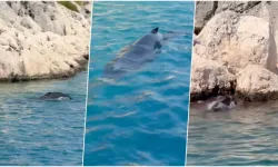 Antalya'da Kayalılıklara Yavru Balina Sıkıştı