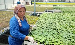 Kumluca’da sera işçileri 50 derece sıcakta üretime devam