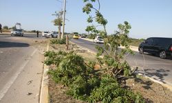 Serik’te otomobil ağaca çarpıp karşı şeride geçti: 1 yaralı