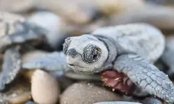 Antalya’da 232 bin yavru caretta caretta denize ulaştı