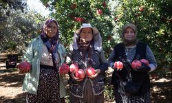 Antalya’da nar hasadı başladı: Üretici bereketten memnun