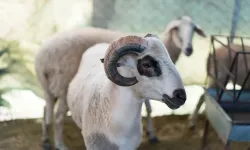 2026 Kurban Bayramı hangi gün başlıyor?