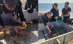 Lara sahilinde ağlara takılan caretta caretta kurtarıldı
