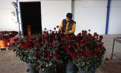 Antalya’da yayla serasında üretilen güller Türkiye’ye dağılıyor