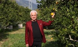 Finike portakalında hasat telaşı başladı