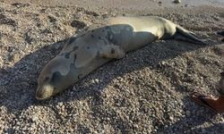 Kaş’ta sahile çıkan fok dinlenip yeniden denize döndü