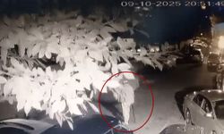 Antalya’da ‘Prens’ adlı kedi bastonla öldürüldü iddiası