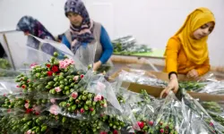 Kesme çiçek sektörü ihracatta tüm zamanların rekorunu kırdı