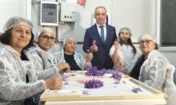 Manavgat’ta topraksız tarımla safran üretimi