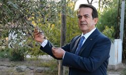 Tavşan yüreği zeytinyağının litresi 1500 TL oldu