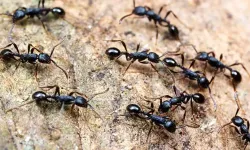 Karınca neye gelmez: doğal kokularla evden uzak tutma yolları