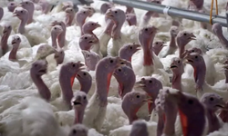 Yılbaşı hindisi 800-1000 TL’den sofralara geliyor