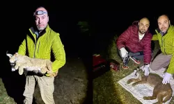 Karakulak Akdeniz ekosistemi için gösterge tür ilan edildi