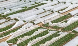 Antalya’daki hortum ve sel tarımı vurdu, fiyatlar arttı