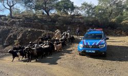 Antalya Aksu’da kaybolan 55 küçükbaş hayvan bulundu