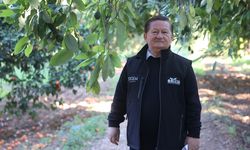 Avokado üretimi 60 bin dekarda 65 bin tona ulaştı