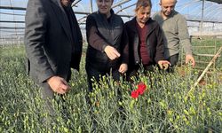 BATEM’in geliştirdiği yerli karanfiller 37 ülkeye ihraç ediliyor