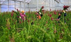 Antalya’da aslanağzı üretimi ihracata açıldı