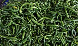 Batı Akdeniz’de biber ihracatı lider oldu