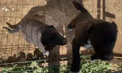 Antalya’da yavru köpeklerin kulak kesimi iddiası