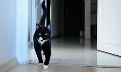 Antalya’da platinli kedi Tofi yeniden yürümeye başladı