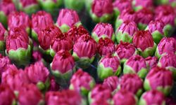 İngiltere Anneler Günü için çiçek sevkiyatı tamamlandı