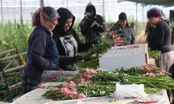Antalya’da aslanağzı üretimi başladı
