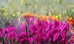 Antalya’da suda lale üretimi 500 bine ulaştı