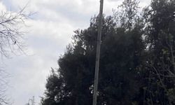 Serik’te cami kubbesindeki leylek yuvasının kaldırılması tepki çekti