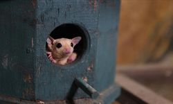 Antalya Doğal Yaşam Parkı’nda şeker planörlerine özenli bakım