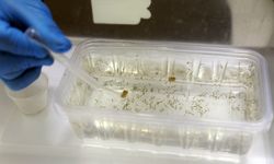 Antalya’da yağışlar sivrisinek riskini artırdı