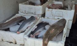 Koruma altındaki balıkları avlayana ceza yağdı