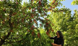 Manavgat’ta erkenci kiraz hasadı başladı