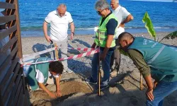 Kemer sahillerinde caretta caretta yuvaları 38’e ulaştı