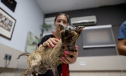 Kumluca yangınında yaralanan ‘Luna’ tedaviyle yaşama tutundu