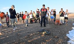 Tedavisi tamamlanan kaplumbağa denize bırakıldı