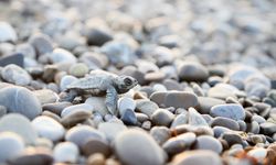 Belek’te caretta caretta yavruları denizle buluşmaya başladı