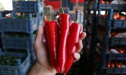 Kaş kapya biberi ihracatta öne çıkıyor