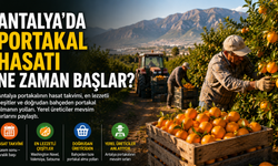 Antalya'da portakal hasatı ne zaman başlar?